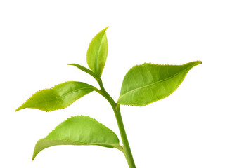 Tea branch with top leaves