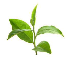 Tea branch with top leaves