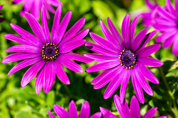 Purple flower in the garden; Osteospermum ecklonis. Spring season.