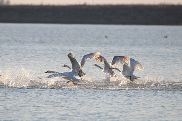 A group of white swans running on the water. They take off. Spray splashes around.