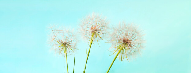 Fototapeta na wymiar White dandelions inflorescence on blue background. Concept for festive background or for project. Hello Summer.