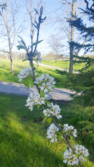 Fototapeta premium Spring in the park