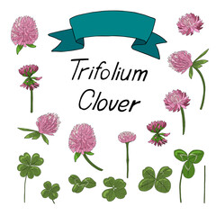 Clover. Clover flowers, leaves and stems isolated
