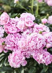 Common Garden Peony (Chinese Peony) (Paeonia lactiflora), 'Monsieur Jules Elie' shrub blooming in early summer with pink flowers, vertical photo