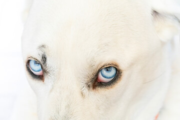 detail of blue eye of a white dog