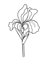 Iris flower with a bud, stem and leaf - linear vector illustration for coloring. Iris - a garden plant - an element for a coloring book. Outline. Hand drawing