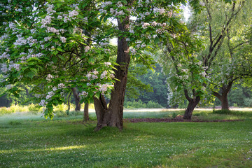 Fototapeta na wymiar Summer Blossoms Morning Light
