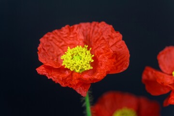 Obraz premium Red flower of an Iceland poppy, Papaver nudicaule