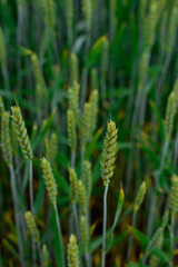 Wheat field in summer