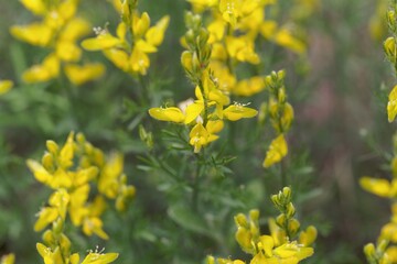 Flower of the Broom Genista sylvestris.