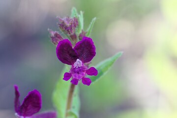 Flower of Cuphea procubens