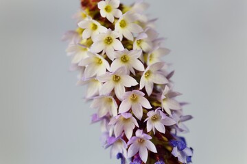 Flower of a Vials primrose, Primula vialii