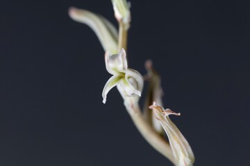 Flower of a Haworthia cymbiformis