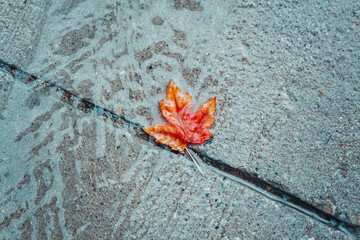 Beautiful old withered red yellow autumn maple leaf in puddle on ground under rain. Fall weather season. Concept of death, despair and sad melancholic feelings. Leaf in water on a street path.