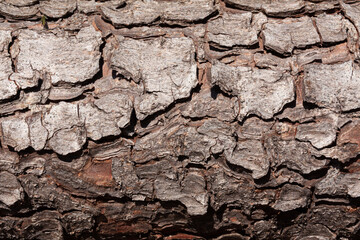 Pine tree trunk texture