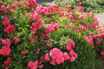 Pink rose blossom spring romantic flower	