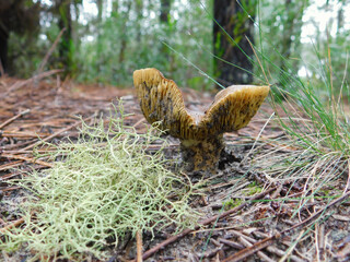 mushroom in the forest