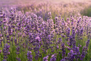 A large field of lavender at dawn. Sunlight hits lavender. The concept of aromatherapy, lavender oil, photo shoot in lavender.