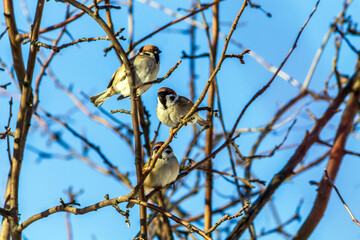 bird on a branch