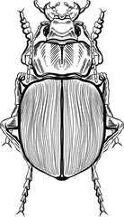 Vector  insect sketch. Hand drawn beetle illustration in vintage style. Entomological backdrop.Insects