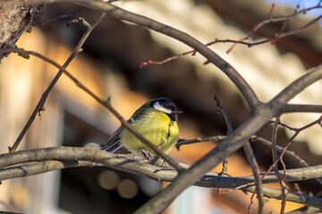 sparrow on a branch