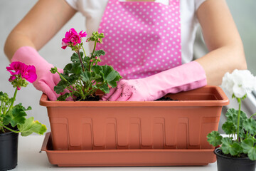 Florist in pink apron and pink rubber gloves planting flower into flowerpot. Florist planting flower into pot by hands. Gardening at spring. Potted flowering plant