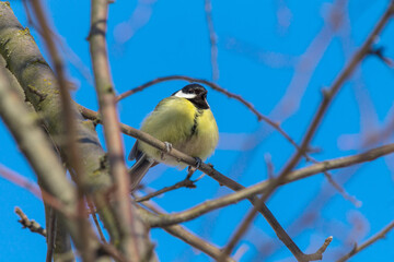 blue tit on branch