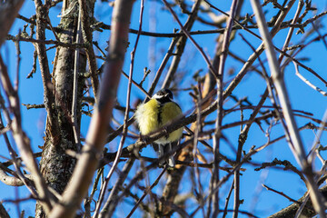 blue tit on a branch