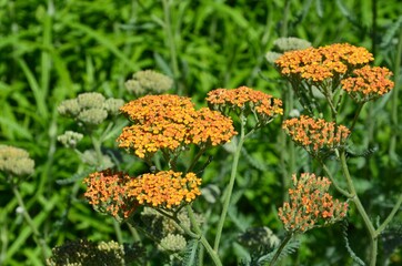 Achillea filipendulina LAM Kultivar Terracotta / Gold - Garbe blüht auf - Goldgarbe