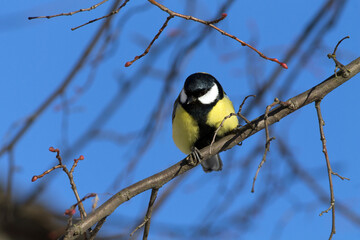 great tit on branch