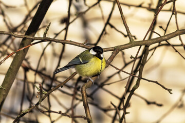 great tit parus major