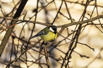Naklejka premium great tit parus major