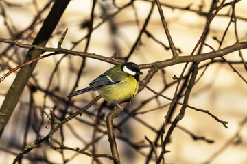 great tit on branch
