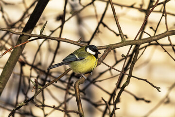 great tit parus major