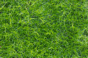 texture. organic nature bio green bright moss