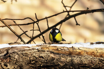 great tit on branch