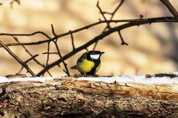 great tit on branch