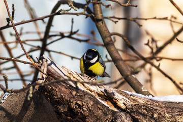 great tit parus major
