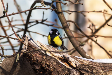 great tit parus major