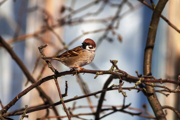 sparrow on branch