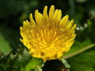 flor amarela