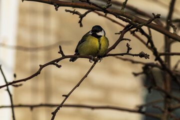great tit parus major