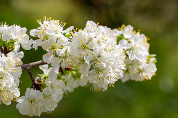 Obraz na płótnie Canvas Green plum tree blossom in nature, spring season.