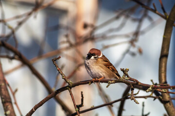 robin on branch