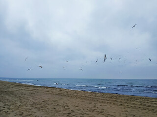 seagulls flying over the sea