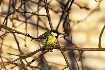 great tit parus major