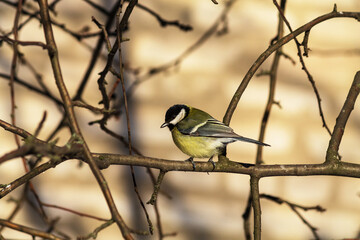 great tit parus major