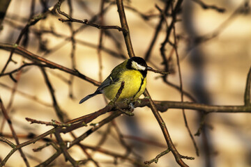 great tit parus major