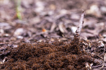 Small Ants Swarming in Mulch