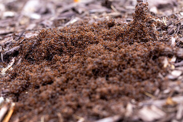 Small Ants Swarming in Mulch